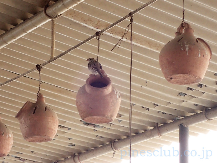インド・ドライブインの鳥の巣箱