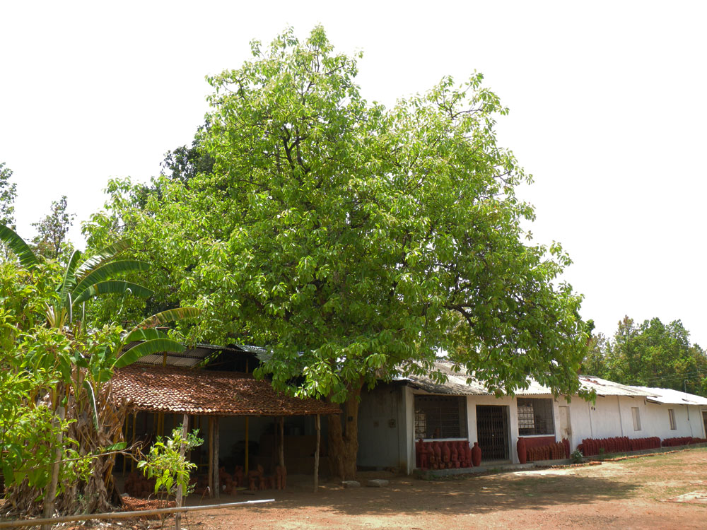インド、マウワ（マフワ）の木
