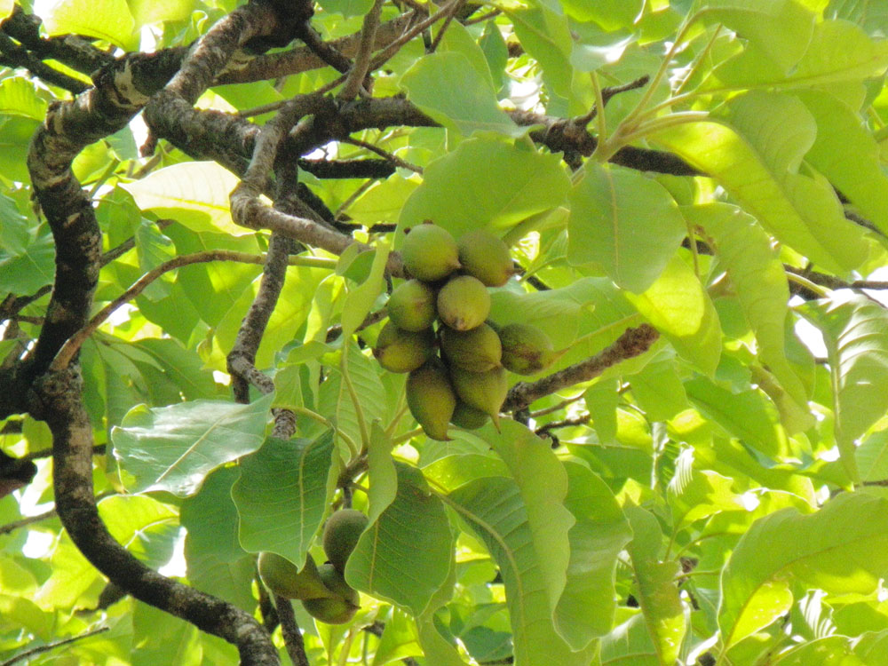 インド、マウワ（マフワ）の木