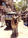 インド、アーマダバードの牛