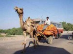 インド、荷車を牽くラクダ