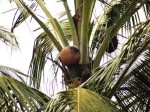 インド、椰子の樹液を採る壺