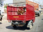 インド、トラックで運ばれて行くヤギ