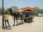 インド、馬車ならぬラクダ車