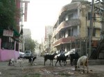 インドでは街角にもヤギがいる