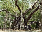 インド、バニヤンの大木