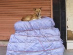 インド、荷物番をする犬