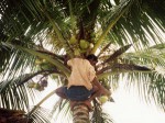 インド、椰子の木に登る男