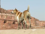 インド、アグラ城を守る犬