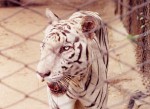 インド、白いトラ