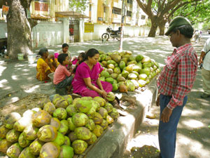 インドの椰子の実売り