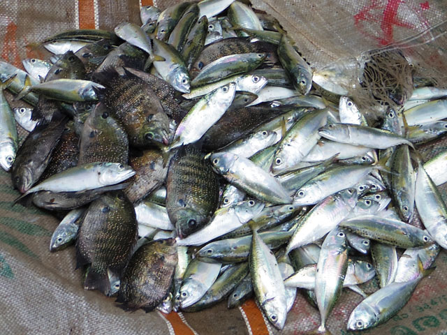 南インド、ケララ州、フォートコーチンのチャイニーズ・フィッシングネットそばのセリで売られている魚