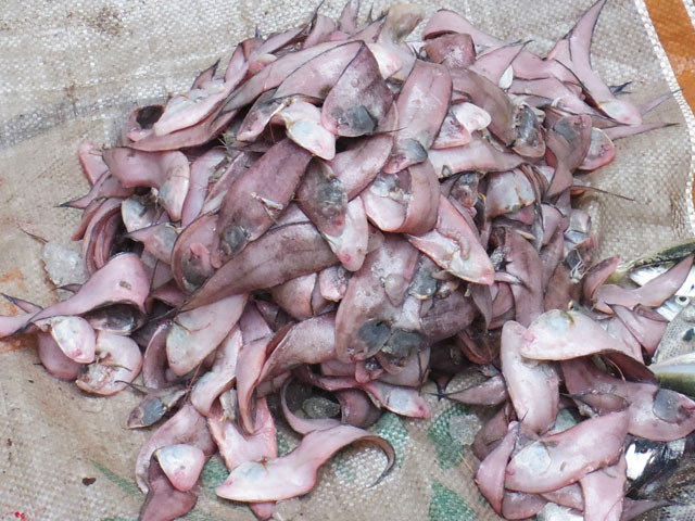 南インド、ケララ州、フォートコーチンのチャイニーズ・フィッシングネットそばのセリで売られている魚