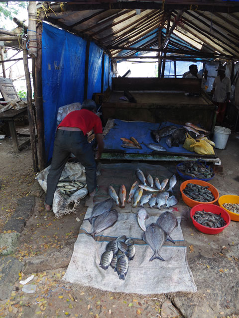 南インド、ケララ州、フォートコーチンのチャイニーズ・フィッシングネットそばの魚屋
