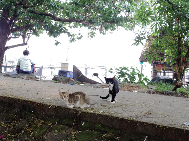 南インド、ケララ州、フォートコーチンのチャイニーズ・フィッシングネットそばでうろつく猫