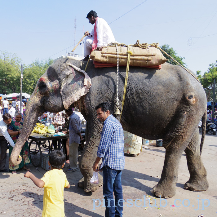 インドの街角の象
