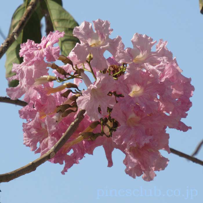 インドの桜のような花